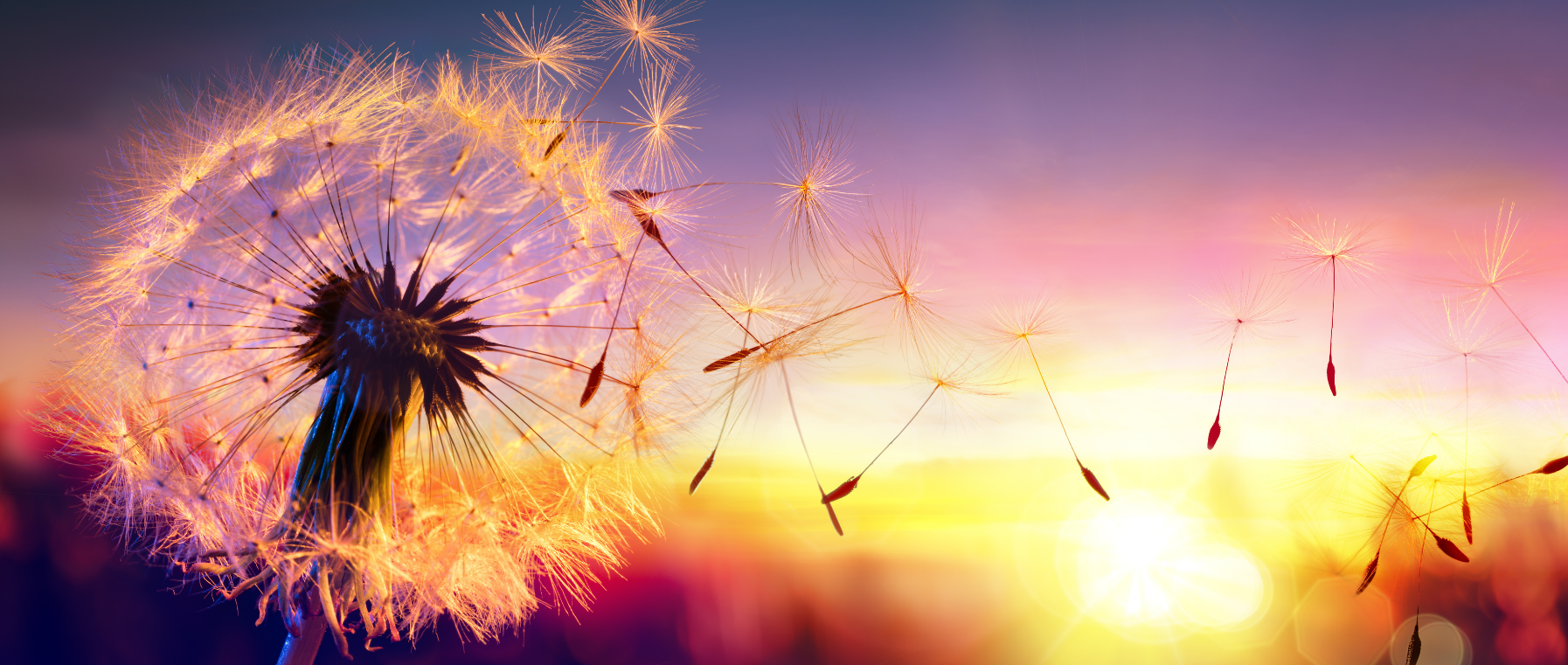 eft anna krupa dmuchawiec