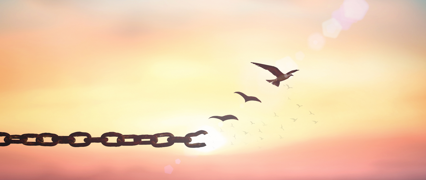 eft anna krupa ptaki łańcuch na tle zachodu słońca